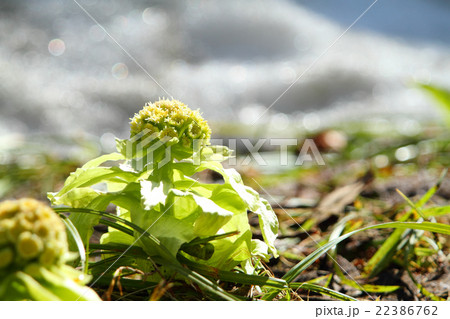 春の日差し 春の日差し 22386762