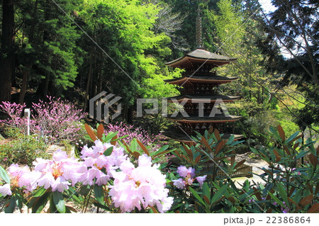 室生寺の石楠花の写真素材