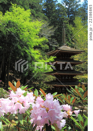 室生寺の石楠花 22386865