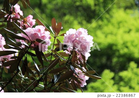石楠花の花 22386867