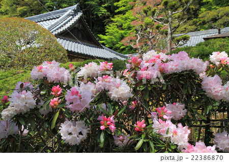 石楠花の花 22386870