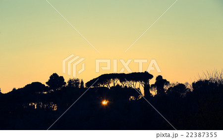 Trees at sunset backlit in Rome Trees at sunset backlit in Rome 22387355