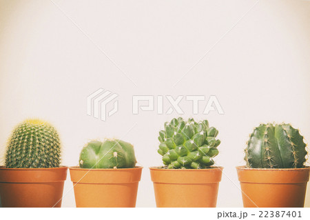 Cactus pot on white background with color effect Cactus pot on white background with color effect 22387401