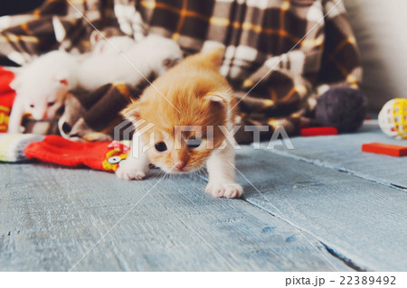 Red orange newborn kitten in a plaid blanket Red orange newborn kitten in a plaid blanket 22389492