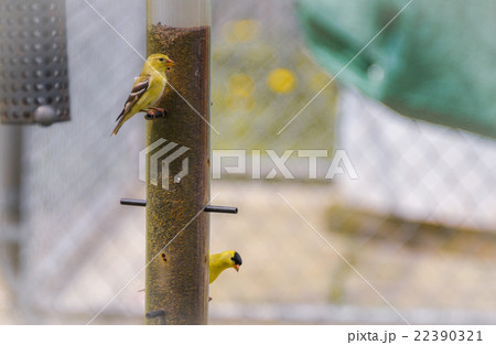 Yellow birds - American Goldfinch (Spinus tristis) 22390321