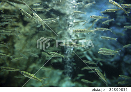 さけの稚魚 22390855