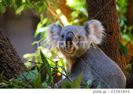 コアラ 22391643