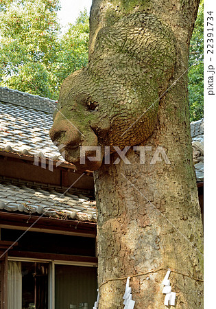 見沼田圃：氷川女体神社　御神木 22391734