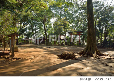 見沼田圃：氷川女体神社　境内 22391737
