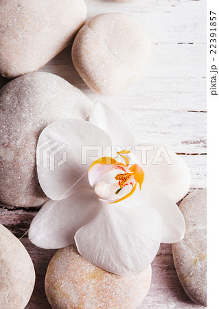 Orchid spa concept Orchid spa concept 22391857