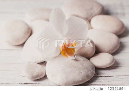 Orchid spa concept Orchid spa concept 22391864