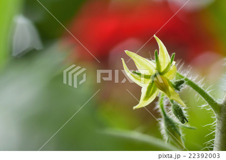 ミニトマトの花 22392003