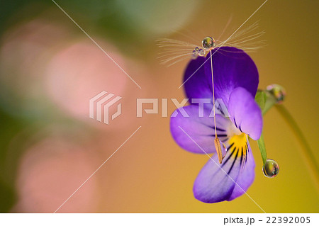 よく咲くスミレとタンポポ綿毛　水滴写真 22392005