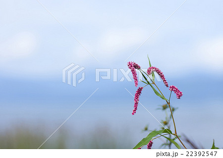 イヌタデ イヌタデ 22392547