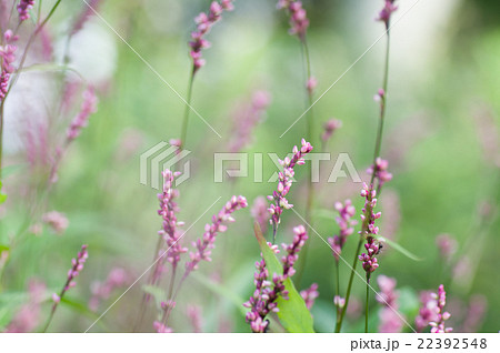 イヌタデ イヌタデ 22392548