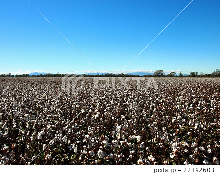 オーストラリアの綿花畑の写真素材