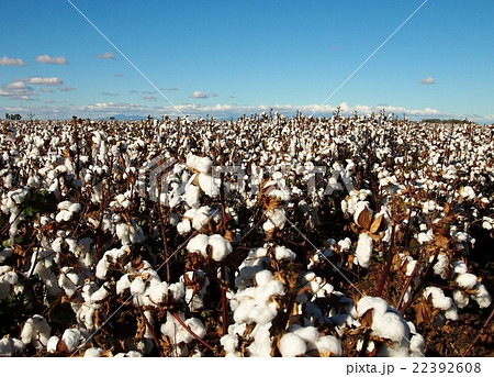 オーストラリアの綿花畑の写真素材