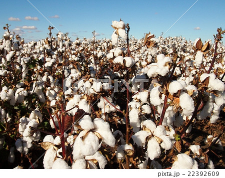 オーストラリアの綿花畑 22392609