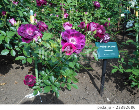 公園のバラ（バーガンディ・アイスバーグ） 22392686