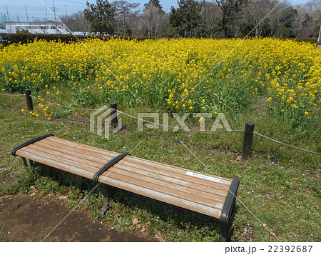 公園の菜の花とベンチ 22392687