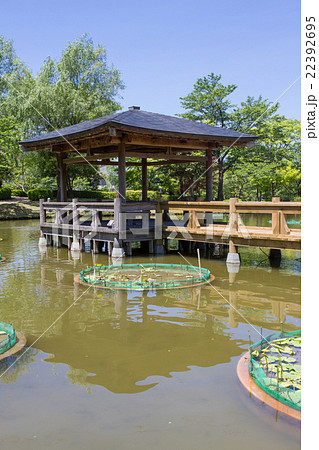 南越前町の花はす公園 22392695