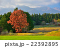 麓の秋１ 22392895