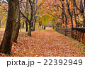 林の小道 22392949