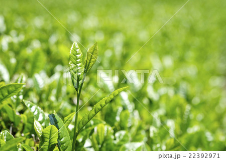 お茶の葉　新茶の茶畑 22392971