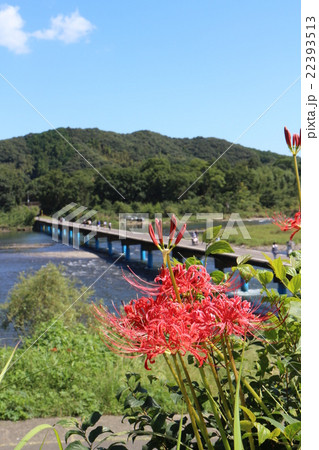 四万十川の佐田沈下橋と彼岸花 22393513