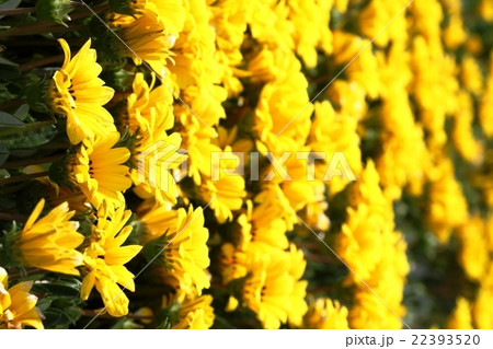ガザニアの花畑 22393520