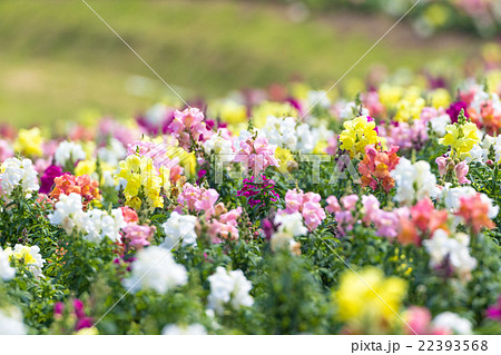 あわじ花さじき キンギョソウ畑 あわじ花さじき キンギョソウ畑 22393568