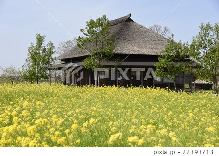 菜の花と水の駅ビュー福島潟・潟来亭・潟舟 22393713