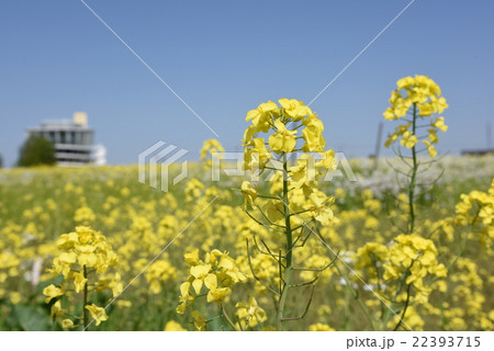 菜の花と水の駅ビュー福島潟 潟来亭 潟舟の写真素材