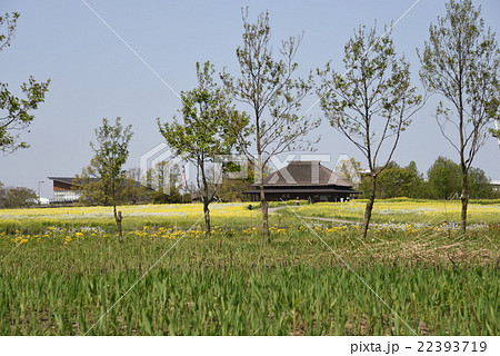 菜の花と水の駅ビュー福島潟・潟来亭・潟舟 22393719