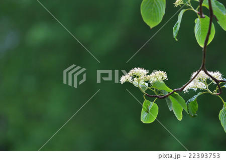 ミズキの花 ミズキの花 22393753