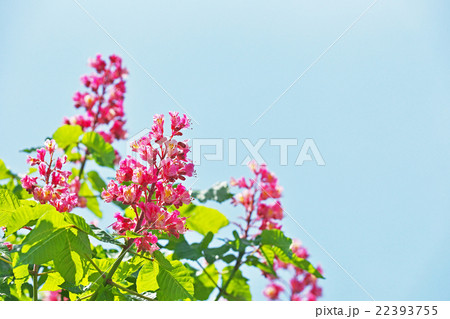 ベニバナトチノキの花 ベニバナトチノキの花 22393755