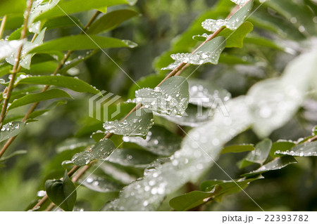 Water droplets on leaves Water droplets on leaves 22393782