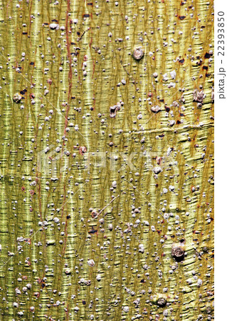 trunk texture trunk texture 22393850