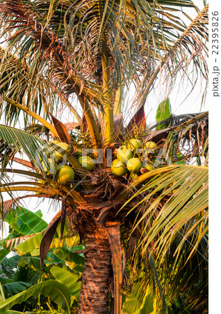 coconut on the tree coconut on the tree 22395826