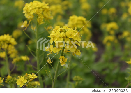 菜の花 22396028