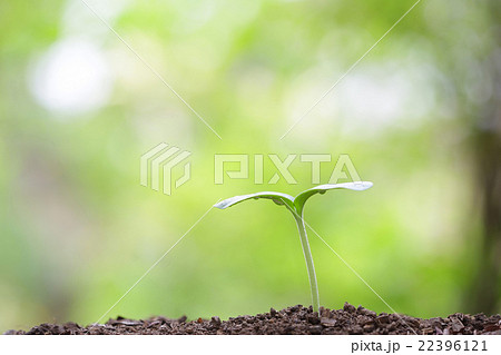 Growing plant Growing plant 22396121
