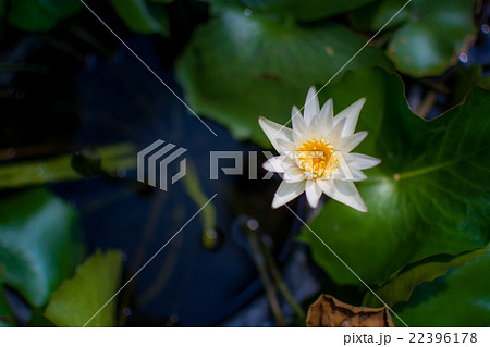 Lotus flower and Lotus flower plants 22396178