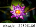 Lotus flower and Lotus flower plants 22396186