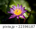 Lotus flower and Lotus flower plants 22396187