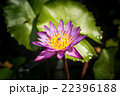 Lotus flower and Lotus flower plants 22396188