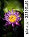 Lotus flower and Lotus flower plants 22396189