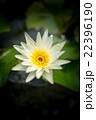 Lotus flower and Lotus flower plants 22396190