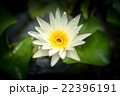 Lotus flower and Lotus flower plants 22396191