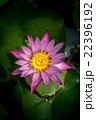 Lotus flower and Lotus flower plants 22396192