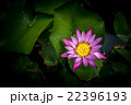 Lotus flower and Lotus flower plants 22396193
